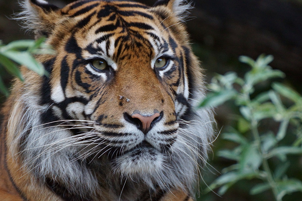 14 Tigre de Sumatra Doué la Fontaine BD