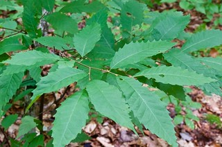 American Chestnut Leaves | by Distant Hill Gardens