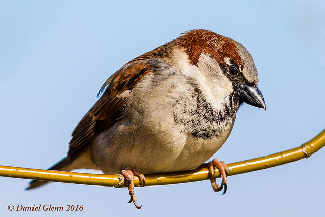 House Sparrow (Passer domesticus) male