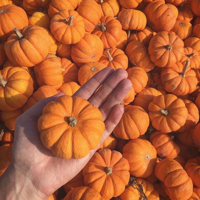 10.9 - Picking Through the Pumpkin Patch