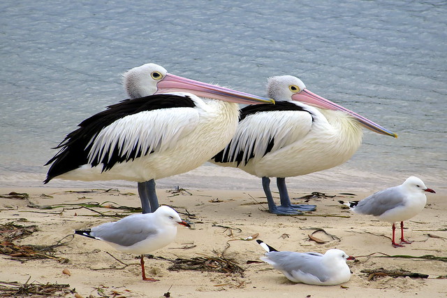 Pelican twins