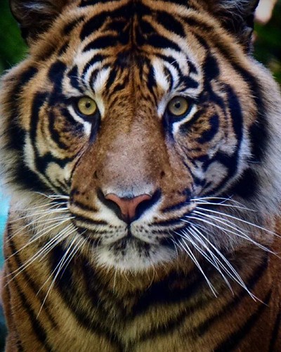Tiger Stare by KiHo Foto, "I will eat your little white fluff ball therapy dog".  Sunday at the #sandiegozoosafaripa