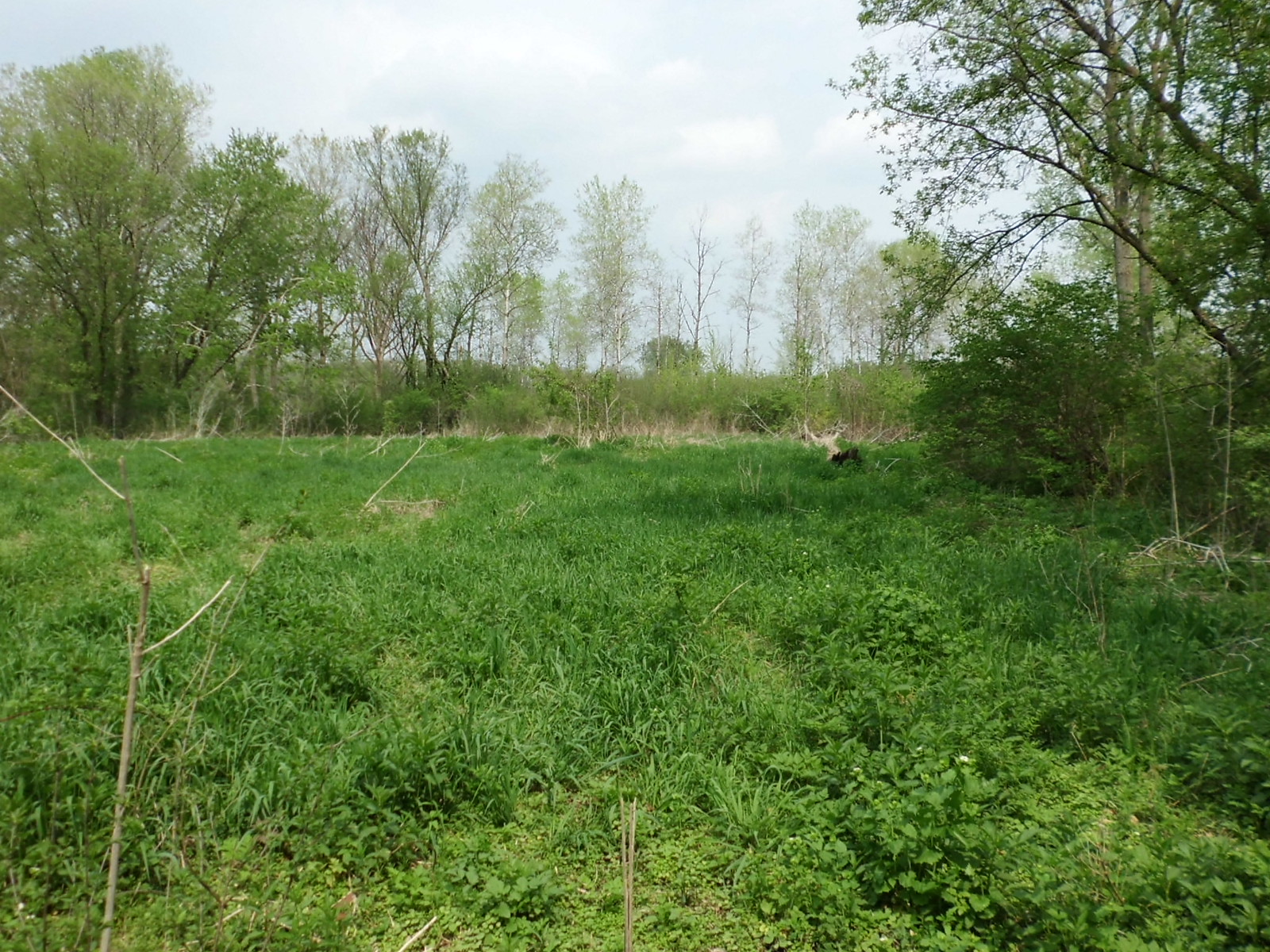 Wetland sedges, facing east