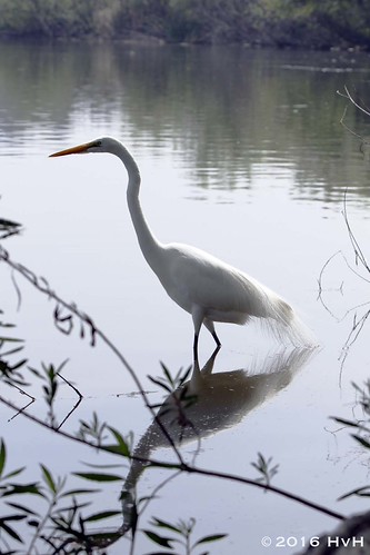 Egret | by Hsunrise