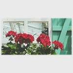 🌼 ゼラニウムの窓辺🎶☺ Windowsill geranium🎶☺ ※ #ゼラニウム#geranium #窓辺#window #花弁#petals #植物#Plants #日本#Japan #自然#Natur #綺麗#Beautiful #癒し#comfort #休息#Rest #安らぎ#peace  #happiness#positivity　#flowers#flower #🌼 #plants_Japan_nagoya_mitu