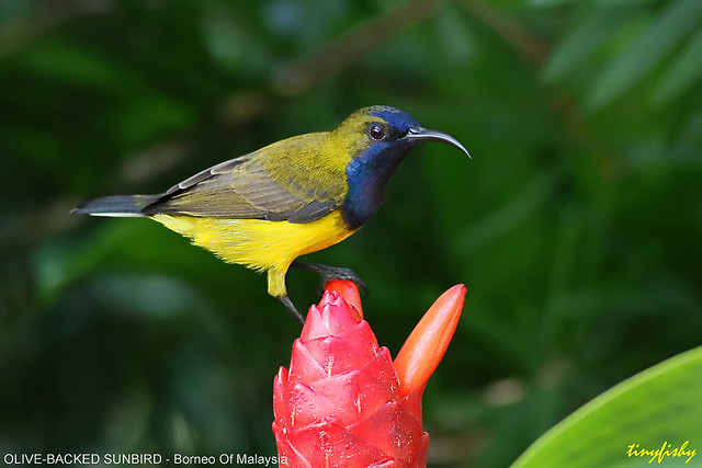 Added: Olive-Backed Sunbird Male- [ Sapilok Nautre Resort, Borneo Of Malaysia ]