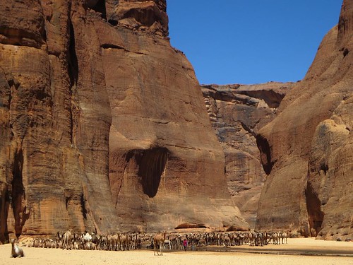 africa mountains chad camels gueltadarchei ennedi