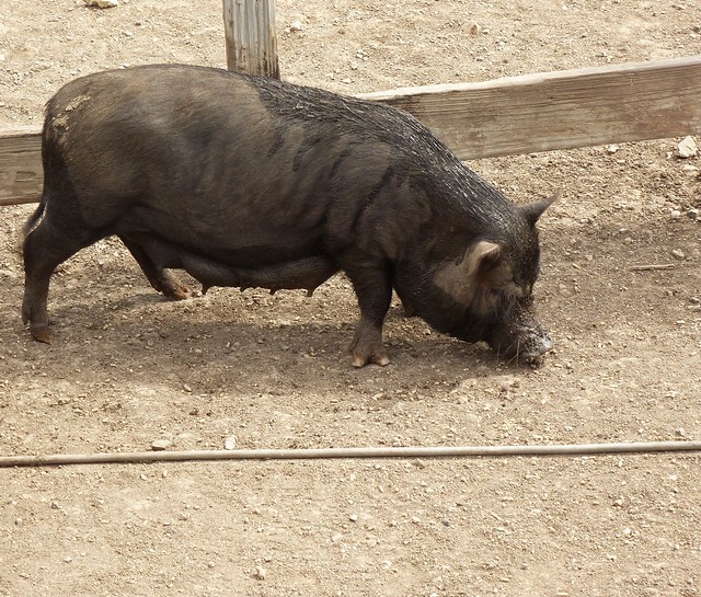 Vietnamese Pot-Bellied Pig, recycling system at Curacao Ostrich Farm
