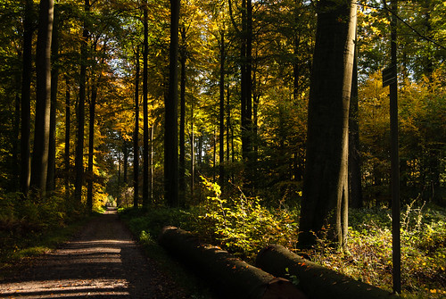 wood orange tree fall leaves yellow forest nikon october europe belgium belgique fallen forêt flanders sonian vlaanderen zoniënwoud belgïe soignes nikond40x d40x