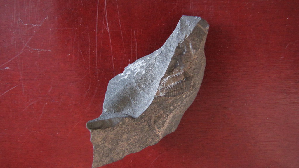 trilobit Ellipsocephalus Hoffi