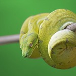 Australian Green Tree Python (Morelia Viridis)