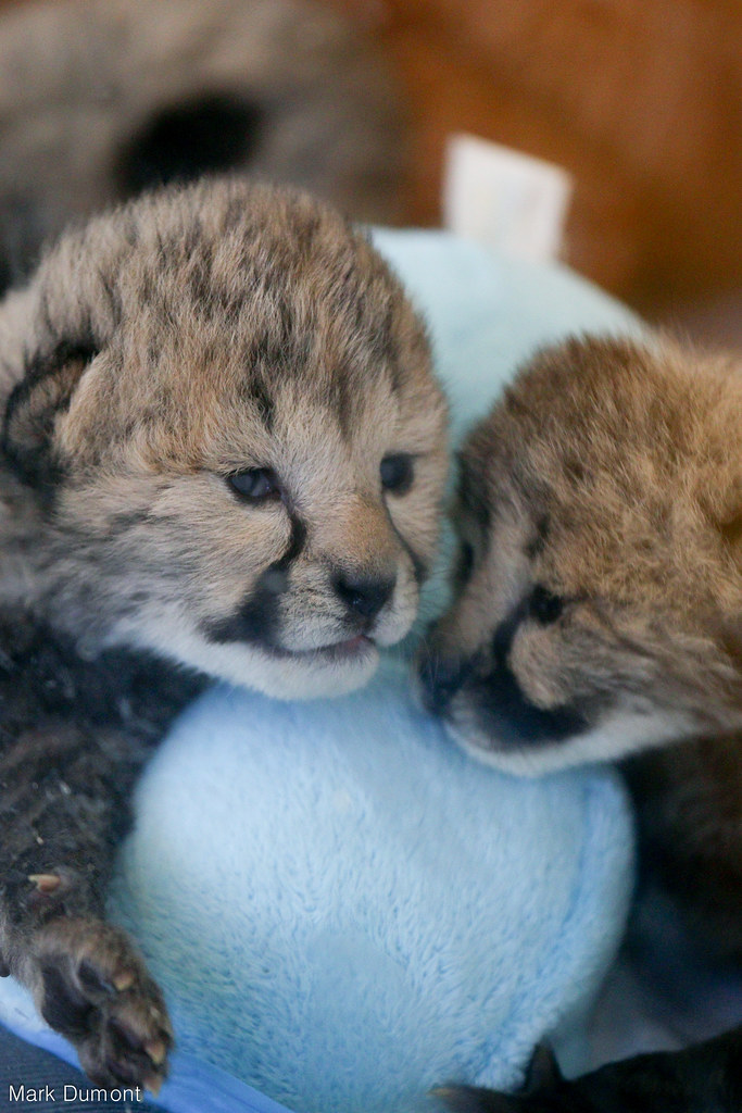 Baby Cheetah 3-20-16 (15 of 16).jpg | Mark Dumont | Flickr