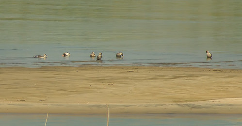 ayeyarwadyriver myanmarburma birds duck russellscottimages