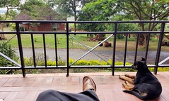 A relaxing moment on the front porch with one of the dogs roaming the hospital complex north of Lilongwe