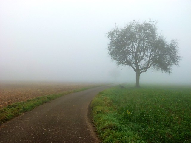 A Misty Morning in the Rhine Meadows 03