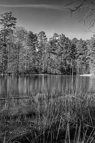 statepark park trees lake water forest reflections jones us pond texas unitedstates middlelake conroe stateforest middlepone wgjones williamgoodrichjones