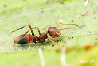 Ant-mimic jumping spider (Myrmarachne sp.) - DSC_7063