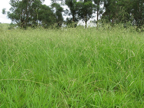 grass common poaceae introduced paspalum dilatatum