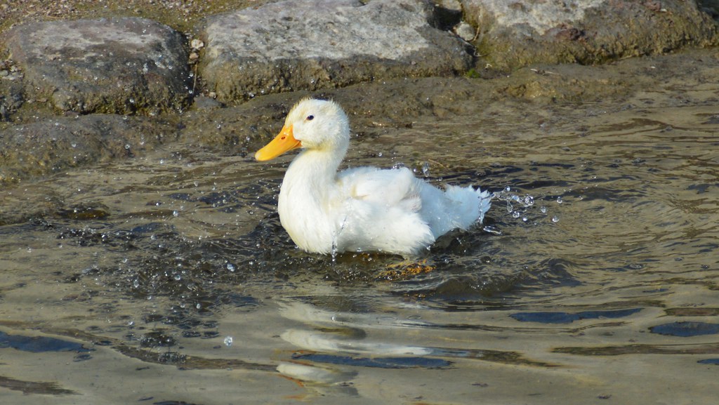 Junge Ente | Eine junge Ente beim Bad im Solgraben in Ringle… | Flickr