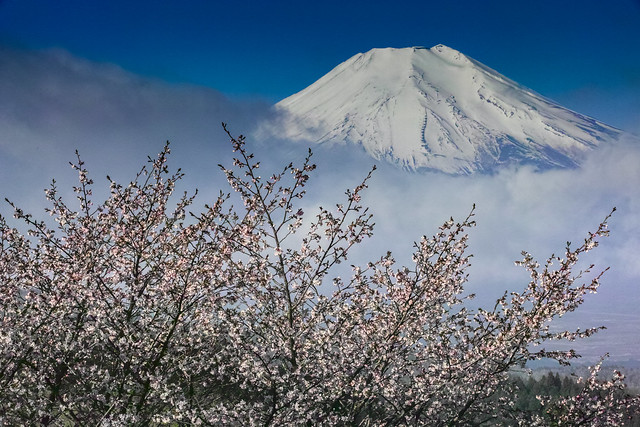 Spring Fuji