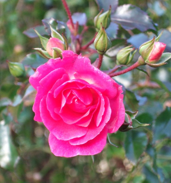 new years day rose