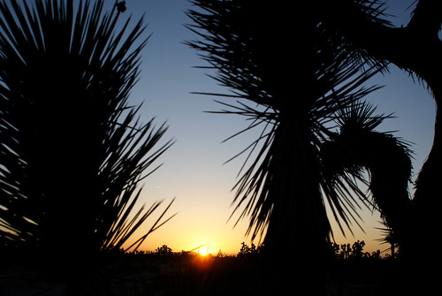Barbed by Quadel, Palmdale, Camorning cactus tree sunrise desert joshua yucca