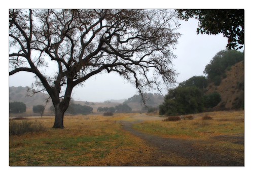 Misty path with Orton effect | by Cow Goes Moo
