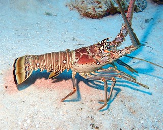 Caribbean Spiny Lobster 1 - Blackbird Caye - Belize 2016 | by mastrfshrmn