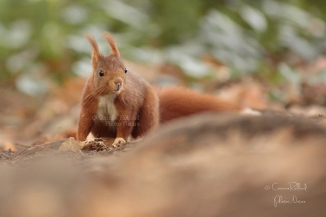 Rouky,Ecureuil roux ( Sciurus Vulgaris ) Eurasian red squirrel #1191