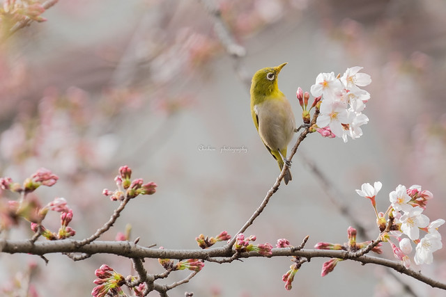white-eye and Cherry Blossoms
