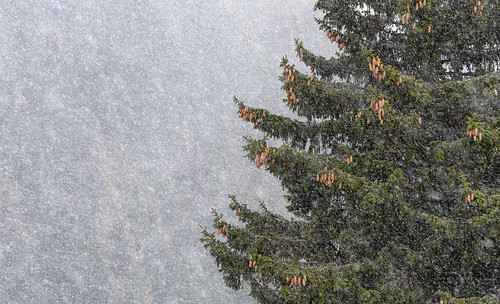 snowflake winter white mountain snow tree green nature pine forest landscape nikon europe natural outdoor snowy peaceful silence harmony romania serene snowing pinecones winterscape massif 105mm ciucas d810 outstandingromanianphotographers sigmadcos105mm
