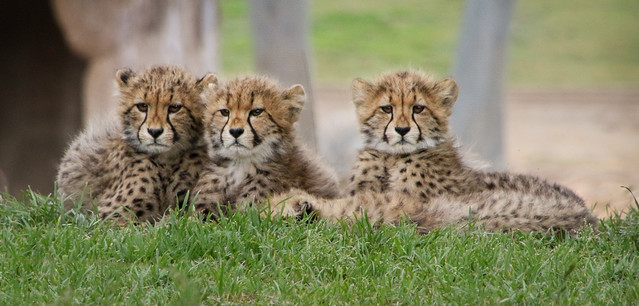Flickriver: Photoset 'Three Little Cubs' by Penny Hyde
