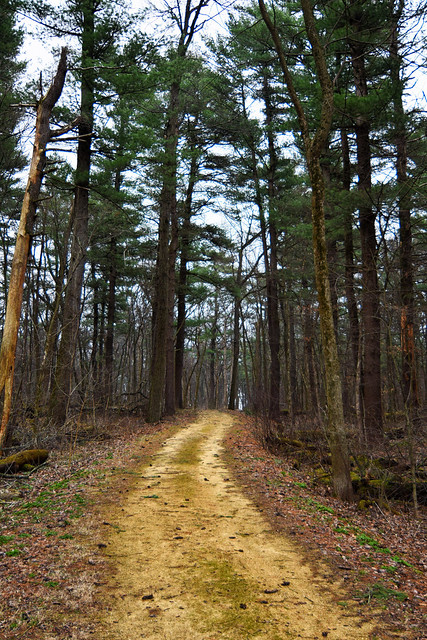 Through White Pine Trails