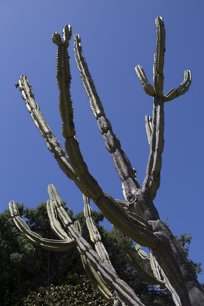 Cactus A Large Cactus Growing At The Big Sur Spirit Garden Flickr