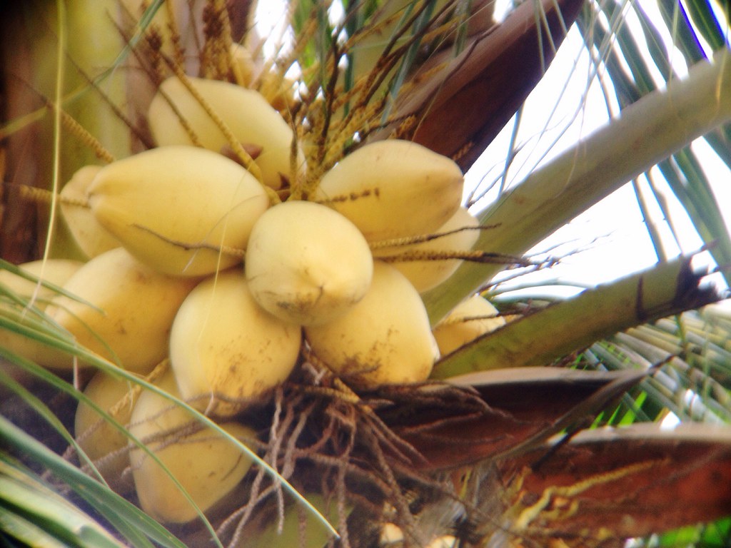 Buah Kelapa Gading Kelapa Gading Kelapa Gading Fruit Cocon… | Flickr