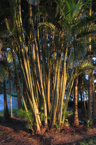 Palms at sunup by BarryFackler, life birthday morning trees plant nature sunrise garden palms outdoors island hawaii polynesia inn f