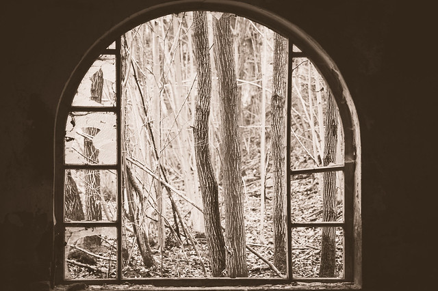 Fenster zum Wald - window to the forest
