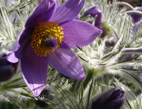 Purple windflower