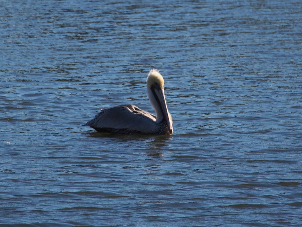 Pelican | OLYMPUS DIGITAL CAMERA | carlinsc | Flickr