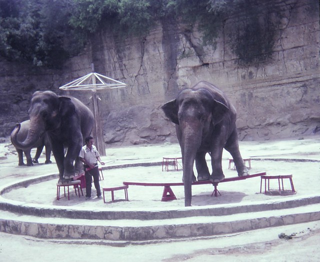 San Antonio Zoo - 1982