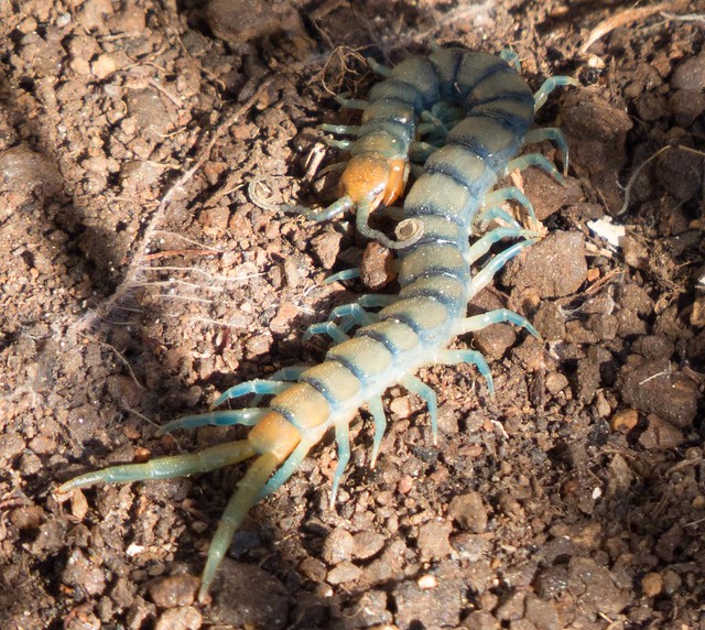 Common Desert Centipede (Scolopendra polymorpha)