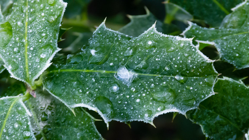 Holly leaf with frost and ice