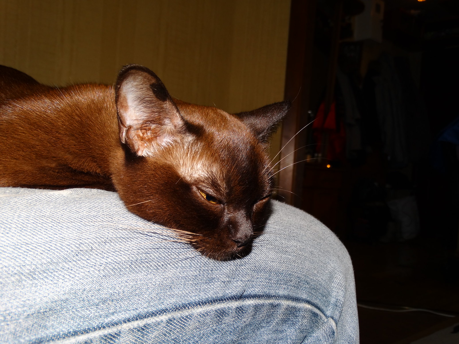 Burmese - Cat Scanner