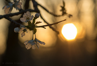 Spring Bloom and Sunset