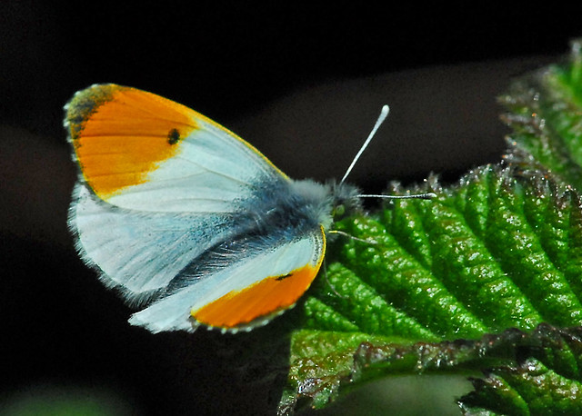 male orange tip butterfly
