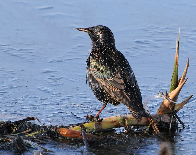Starling on Ice