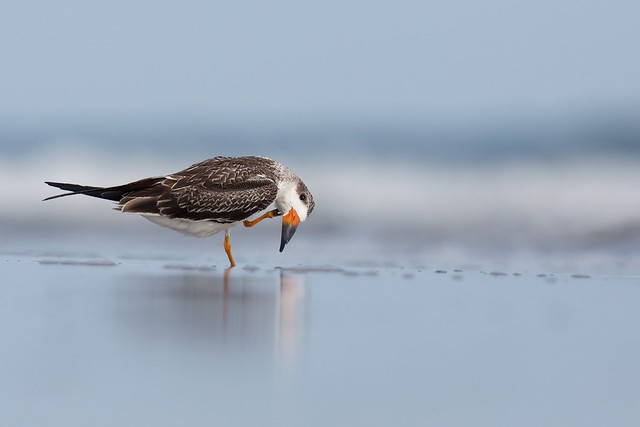 Rynchops niger | Black Skimmer | amerikansk saxnäbb