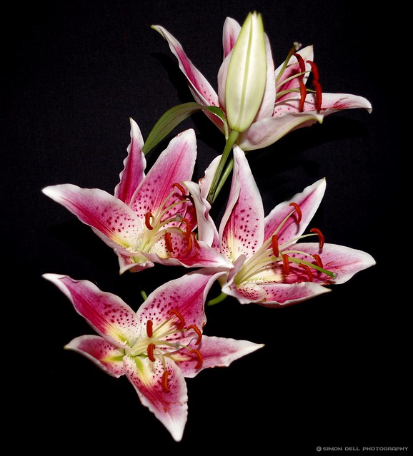Lilium 'Stargazer'  hybrid lily  Oriental 2