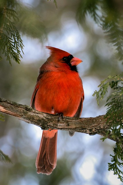 Cardinal Rouge --- Northern Cardinal --- Cardinale --- nikon d750 70-300