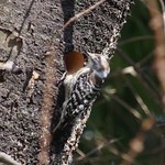 Pygmy Woodpecker.Great Work!